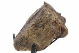Dinosaur (Triceratops) Frill Shield Section - South Dakota #340075-1
